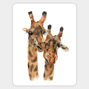 Pair of Giraffes Sticker